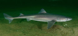 Dogfish - image: © StopFinning