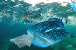 Plastikmüll im Ozean / Foto: © fotolia