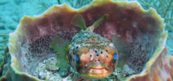 Foto: © Reef Check