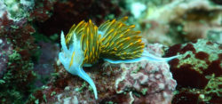Foto: © Reef Check