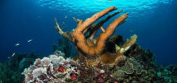 Foto: © Reef Check