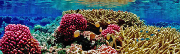 Reef Check  / Foto: pixabay