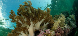 Foto: © Reef Check