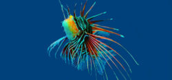 Foto: Rotfeuerfisch