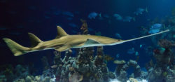 image: sawfish 