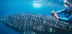 SeaLife micro HD - Foto: © Sealife.info