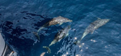 Foto: © Sea Shepard Global