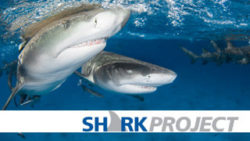 Copyright © Sharkproject e.V.
