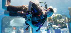 Diving at the boot / Photo: © MD, ctillmann