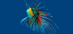 Foto: Colourful fish
