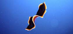 Foto: nudibranch