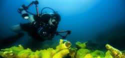 Unterwasserfotografie - Foto: Unterwasserfotograf